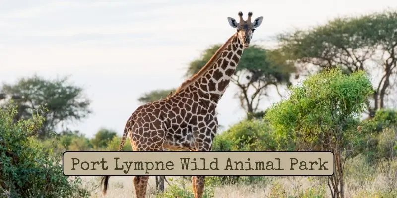 Top Largest Zoos In Europe – See Which Is The Biggest Port lympne wild animal park – united kingdom: safari-style wildlife park with giraffes, lions, and rare black rhinos.