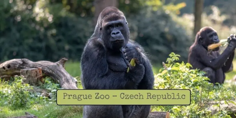 Top Largest Zoos In Europe – See Which Is The Biggest Prague zoo – czech republic
