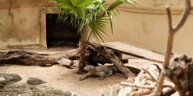 Ragunan zoo in jakarta offers diverse animals and family-friendly spaces, part of the largest zoos in asia