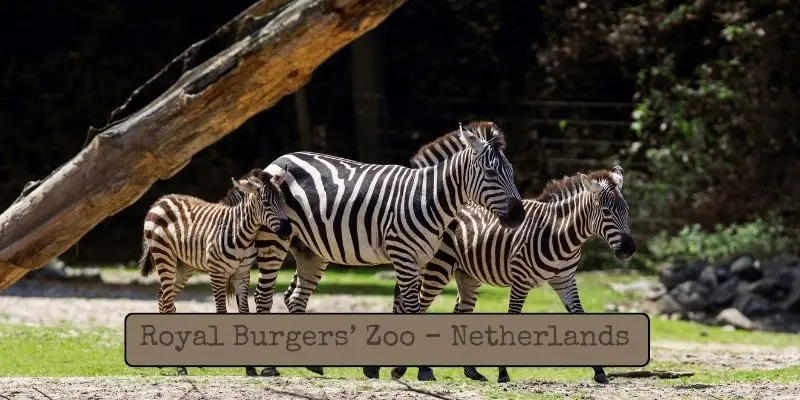 Top Largest Zoos In Europe – See Which Is The Biggest Royal burgers’ zoo – netherlands: indoor rainforest and desert-themed zones with diverse wildlife.