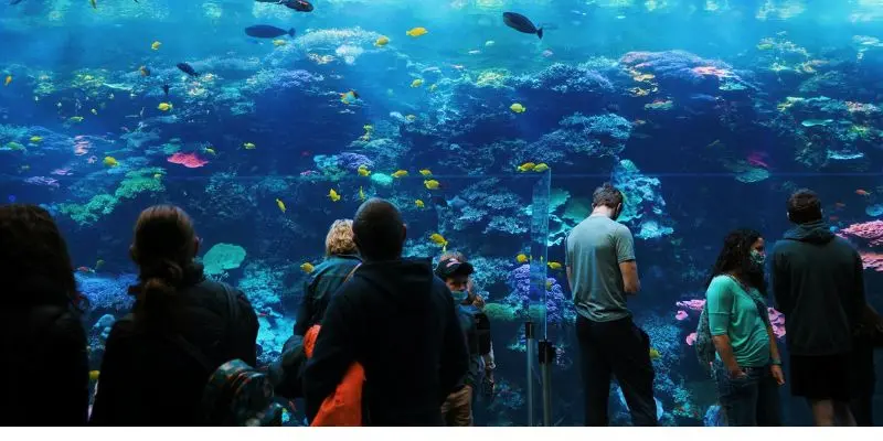 Visitors watching sea creatures in aquarium tunnel