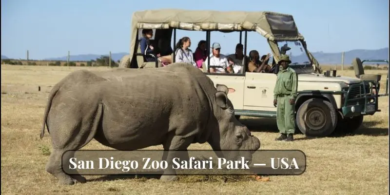 Top 10 Largest Zoos In The Us – See The Biggest Animal Parks San diego zoo safari park giraffes and rhinos roaming across open savanna exhibits