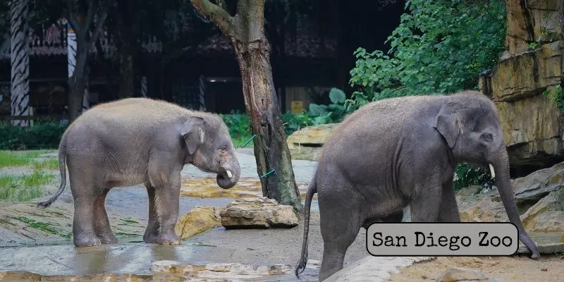 San diego zoo wildlife habitats with diverse animal species in natural enclosures