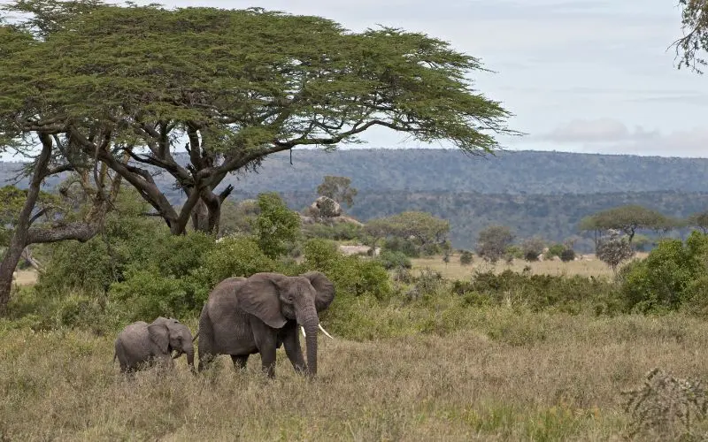 Serengeti unesco natural heritage site tanzania