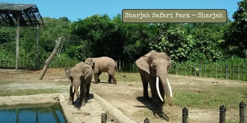 Exploring The Biggest Zoos In Uae – Find Out Which Is Largest Elephants in sharjah safari park,one of top zoo in sharjah