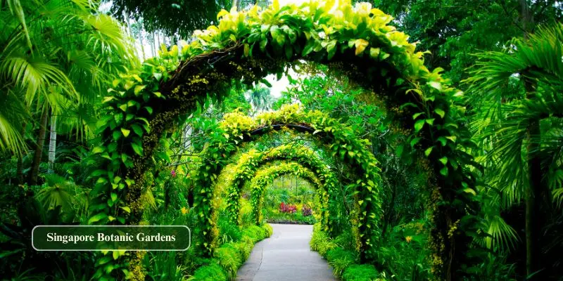 Walking path through lush rainforest greenery in singapore botanic gardens