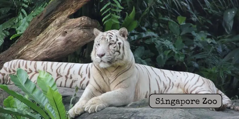 10 Best Zoos In The World Ranked (Largest, Most Visited &Amp; Family-Friendly) Singapore zoo tropical rainforest-style enclosures with white tiger and exotic wildlife