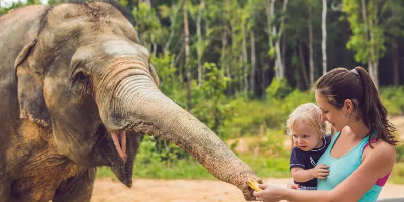 Singapore zoo gives visitors immersive experiences like feeding animals included in the top zoos in asia.