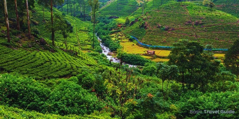 Lush green landscape in sri lanka with tea plantations and rolling hills