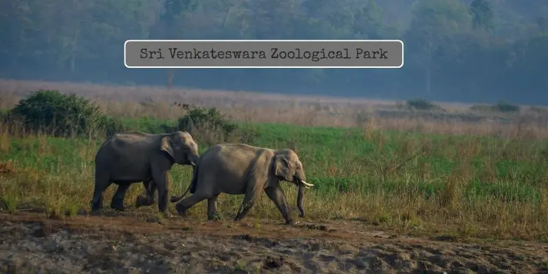 Elephants roaming freely in sri venkateswara zoological park,largest zoos in india