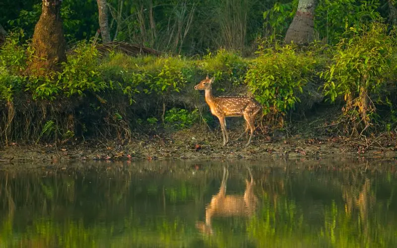 Sundarbans unesco mangrove forest india bangladesh