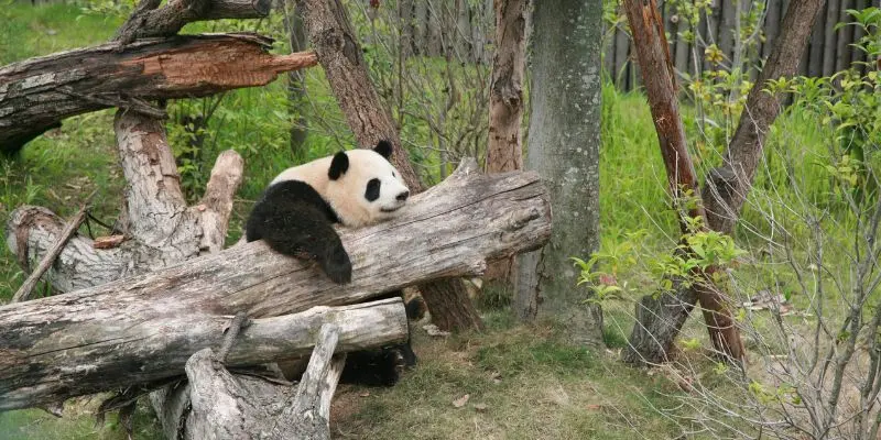 Taipei zoo in taiwan combines rainforest habitats with giant pandas, one of the largest zoos in asia.