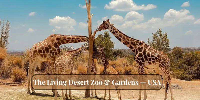 Top 10 Largest Zoos In The Us – See The Biggest Animal Parks Giraffes in a desert habitat with cacti at the living desert zoo & gardens