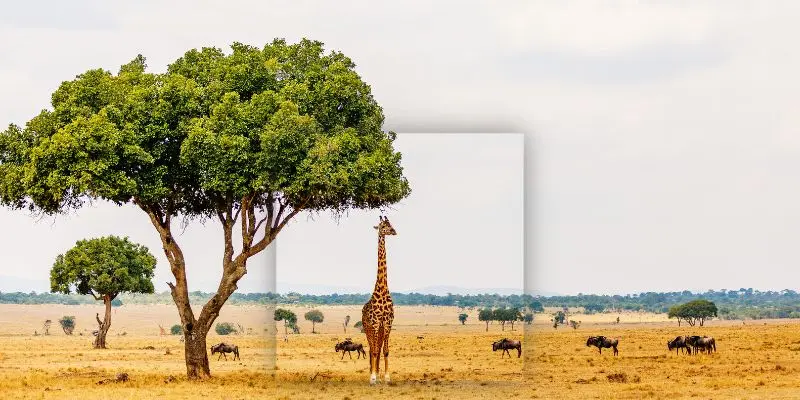 10 Biggest Zoos In The World Every Animal Lover Should Visit The wilds safari park ohio open-range giraffes and antelopes one of the biggest zoos in the world