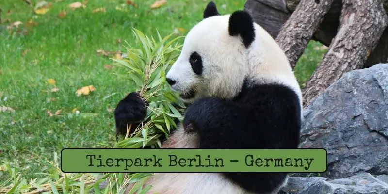 Top Largest Zoos In Europe – See Which Is The Biggest Tierpark berlin – germany: traditional city zoo with giant pandas and spacious natural enclosures.