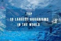 Largest Aquariums in the World Ranked by Size in 2026