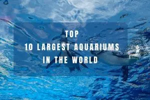 Top 10 Largest Aquariums in the World (2026 Guide)