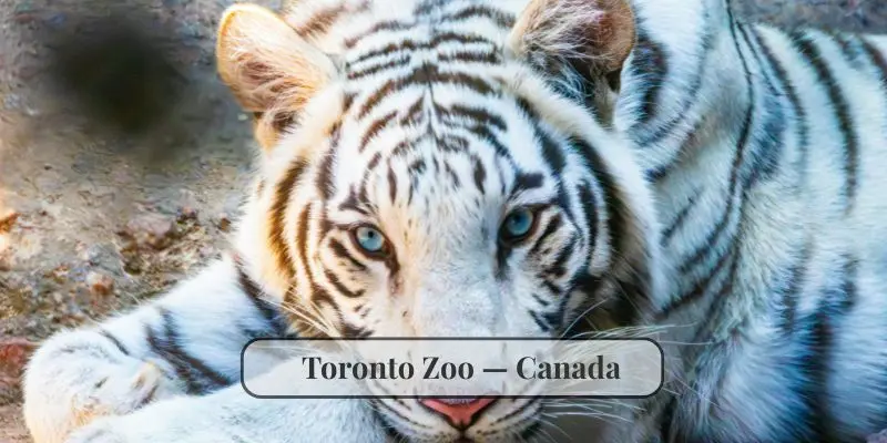 10 Biggest Zoos In The World Every Animal Lover Should Visit Toronto zoo canada gorillas polar bears tigers