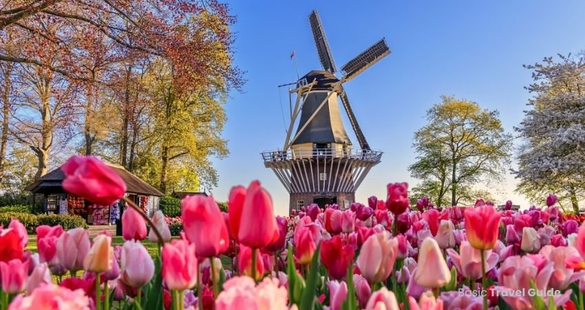 Colorful tulip fields in amsterdam during spring season