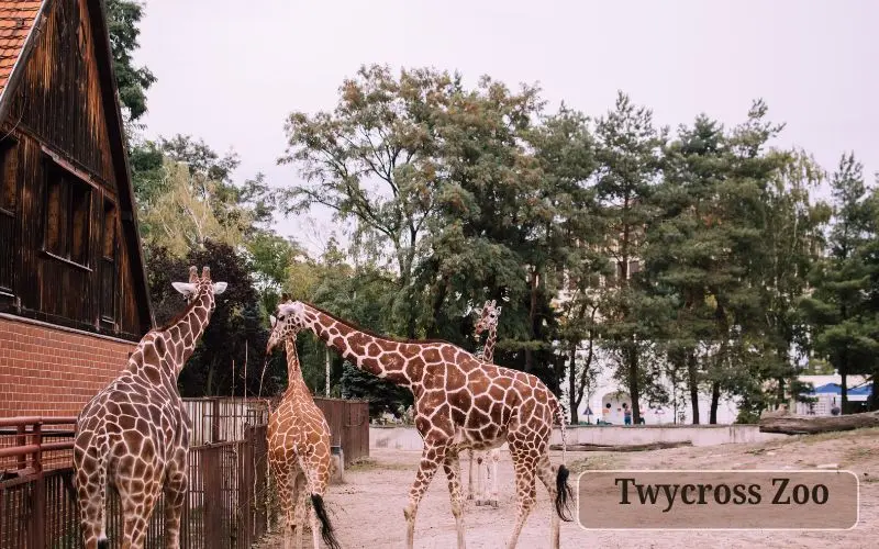 Twycross zoo wildlife park in leicestershire england
