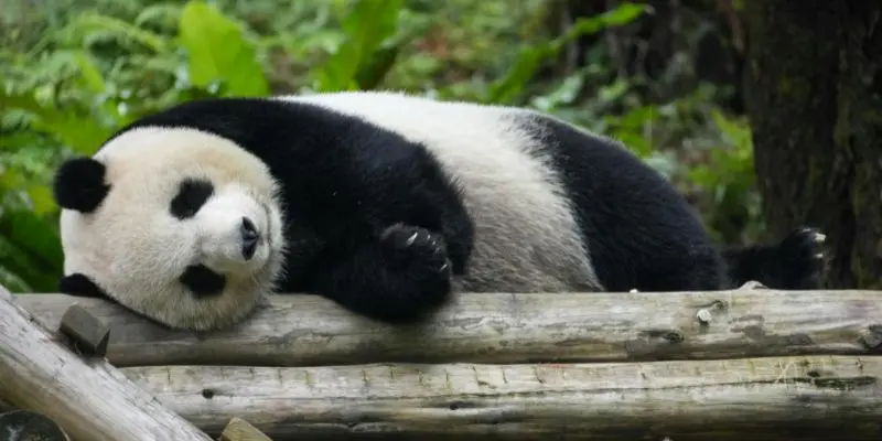 Tokyo’s ueno zoo features playful giant pandas making it a famous zoo in asia