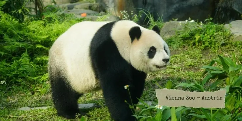 Vienna zoo austria historic schönbrunn zoo and one of the oldest zoos in europe