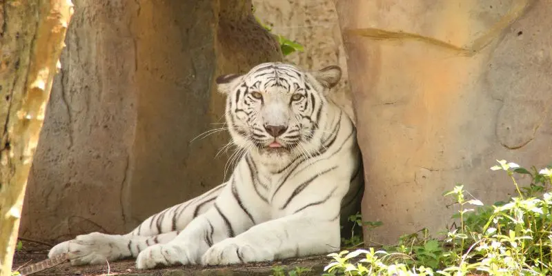 Vinpearl safari in vietnam provides open-range habitats with rare species, as white tigers recognized as one of the best zoos in asia.