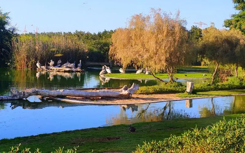 25 Best Places To Visit In Sharjah For Tourists In 2026 Wasit wetland centre bird habitat in sharjah