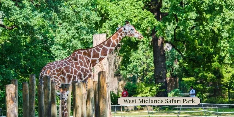 West midlands safari park – worcestershire top choices among uk safari parks.