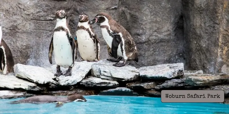 Woburn safari park bedfordshire one of the best safari park in the uk