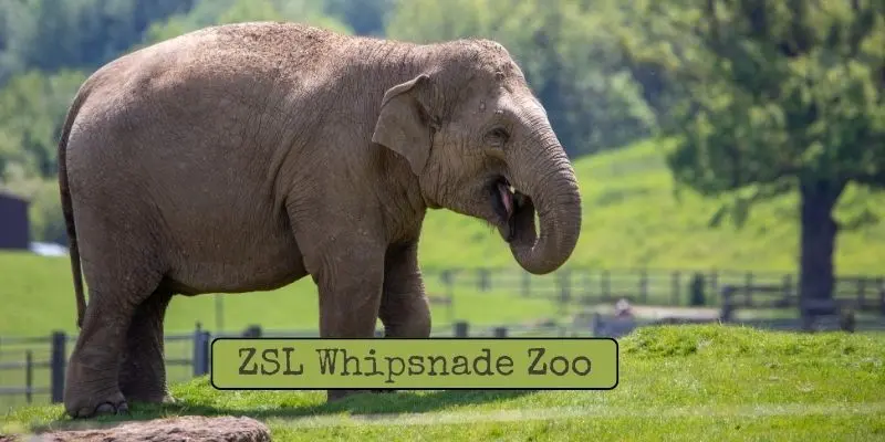 Top Largest Zoos In Europe – See Which Is The Biggest Zsl whipsnade zoo – united kingdom: wide open safari park with elephants, giraffes and roaming wildlife.