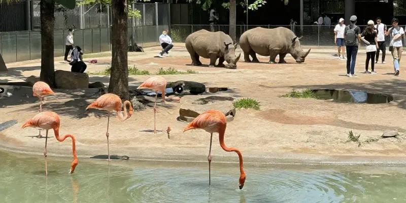 Top 10 Largest Zoos In The Us – See The Biggest Animal Parks Flamingos and rhinos in open cageless habitat surrounded by tropical greenery at zoo miami, one of the largest zoos in the us