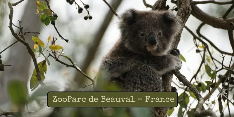 Top Largest Zoos In Europe – See Which Is The Biggest Zooparc de beauval – france: famous for koalas, giant pandas, white tigers and interactive exhibits.