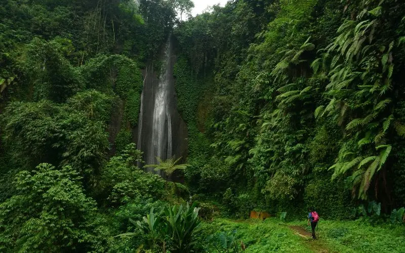 Peru. Jpg
amazon rainforest wildlife and waterfall landscape in peru