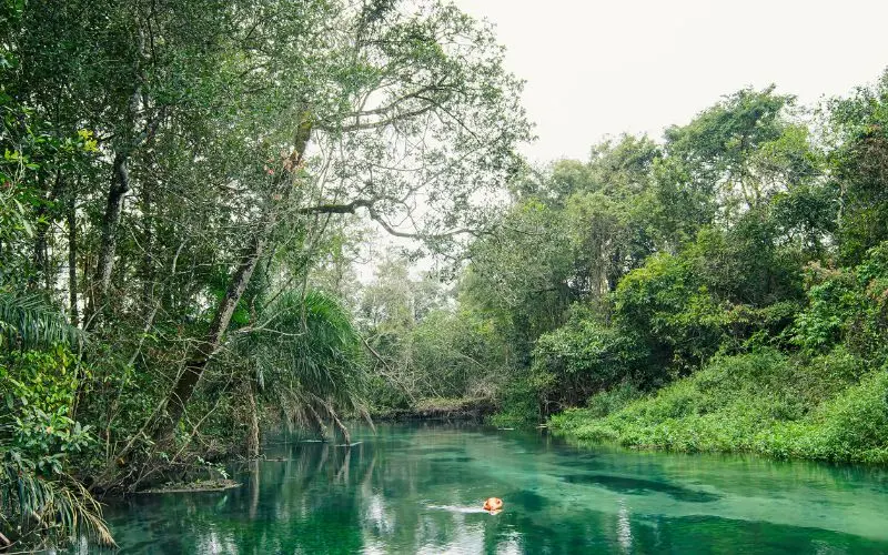 Clear blue river surrounded by nature in bonito, brazil