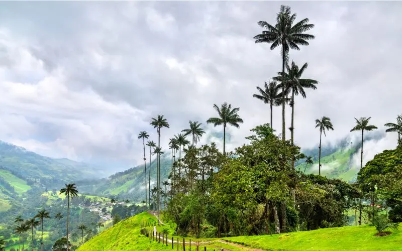 Towering wax palm trees in cocora valley, colombia