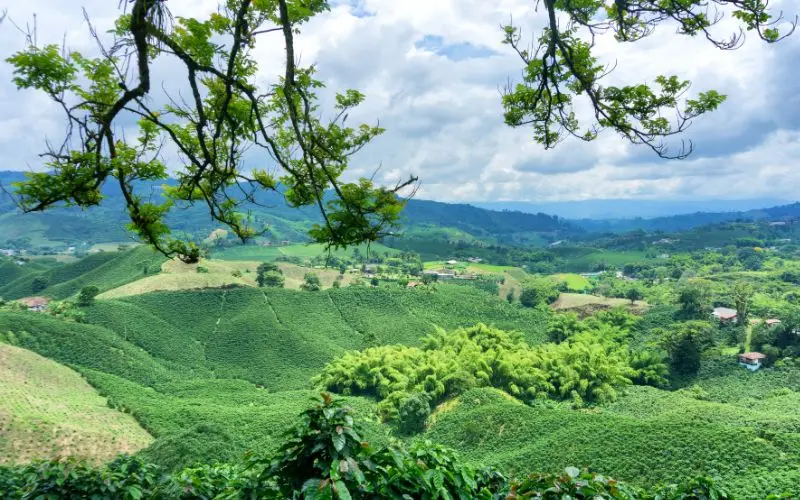 Coffee plantation in colombia's coffee region