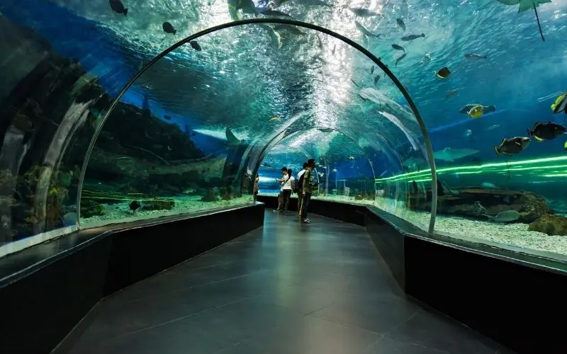 Underwater zoo glass tunnel experience dubai aquarium with fish and sharks