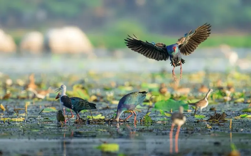 Wetlands and wildlife landscape in esteros del iberá