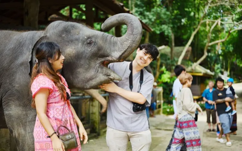 Elephants roaming freely at an ethical elephant sanctuary in thailand
