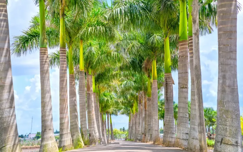 Tropical gardens and palm trees at jardim botânico in rio de janeiro
