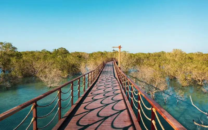 Jubail mangrove park abu dhabi wooden boardwalk mangrove forest wildlife nature reserve
