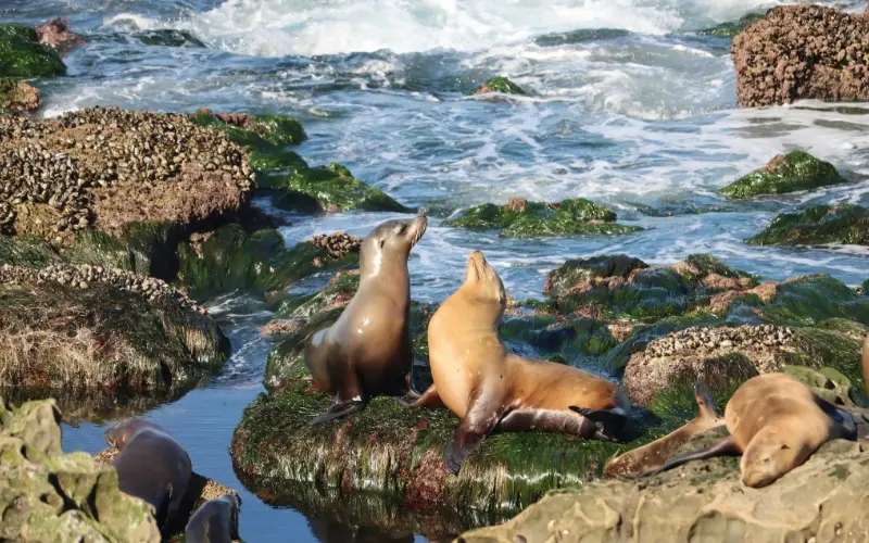 12 Best Things To Do In San Diego Sea lions resting on rocks at la jolla cove in san diego