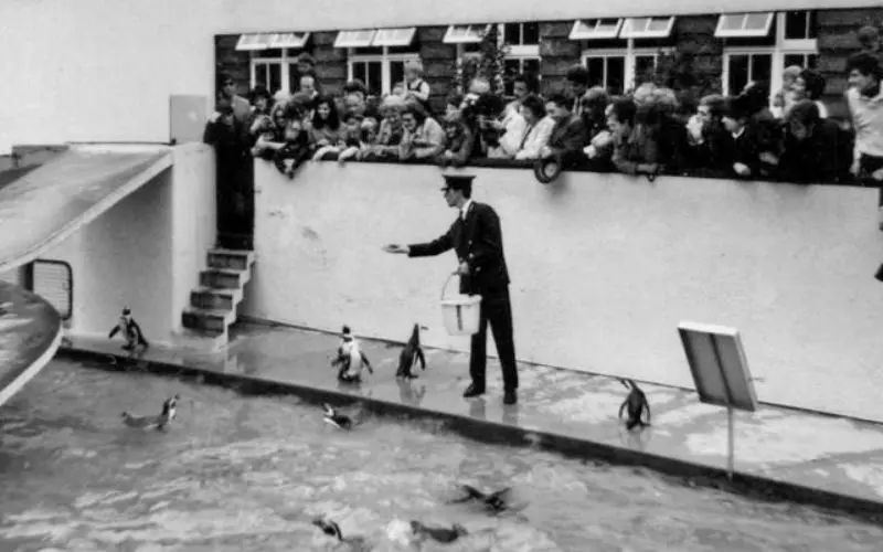 Penguin enclosure at london zoo in 1967, historic zoo habitat in regent’s park