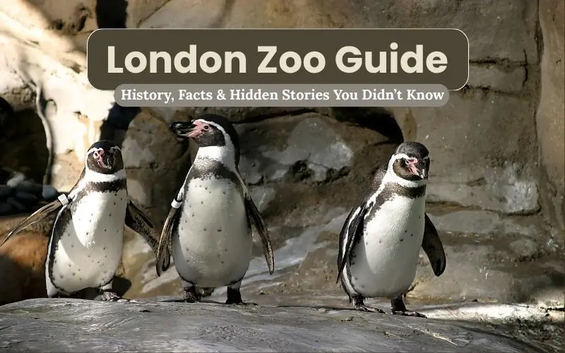 London zoo guide
facts, history & hidden stories