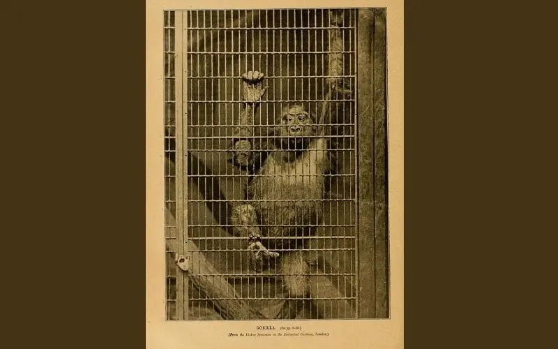 Historical gorilla illustration from early london zoo records
