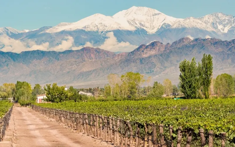 Mendoza vineyards with the andes mountains in the background