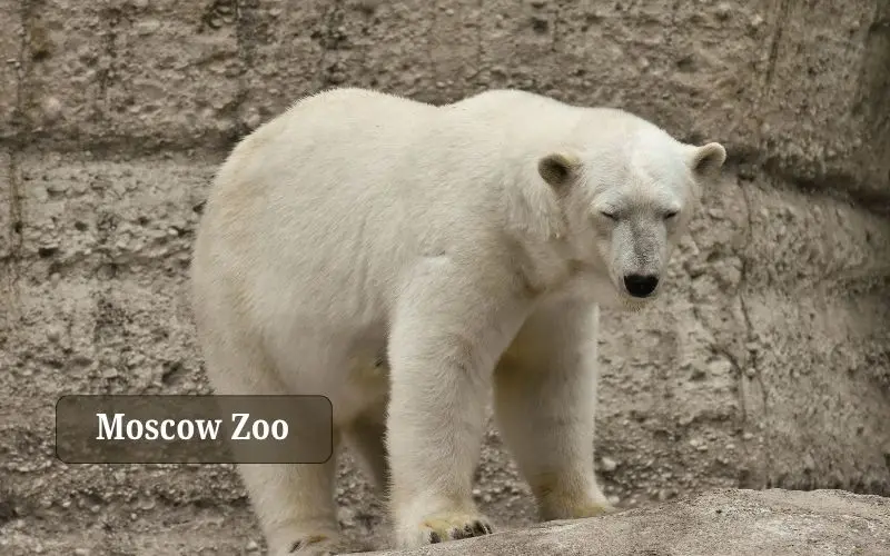 Moscow zoo wildlife enclosures and animal habitats in russia
