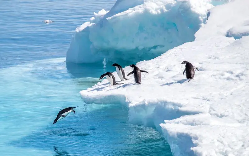 Penguins in antarctica during the best wildlife viewing season