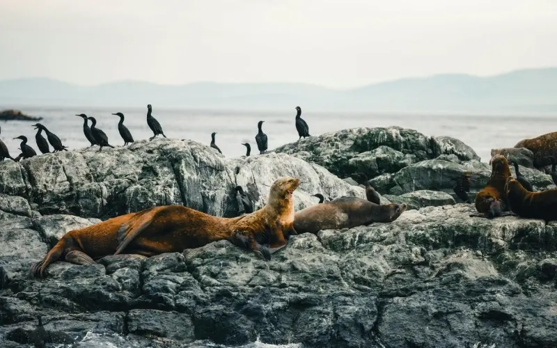 Marine wildlife along the coast of península valdés near puerto madryn